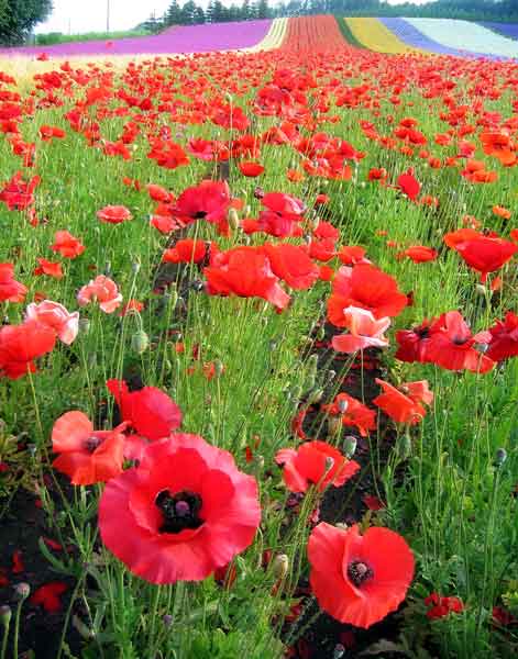 Bright red California poppies thrive in the midst of rainbow-colored flower 